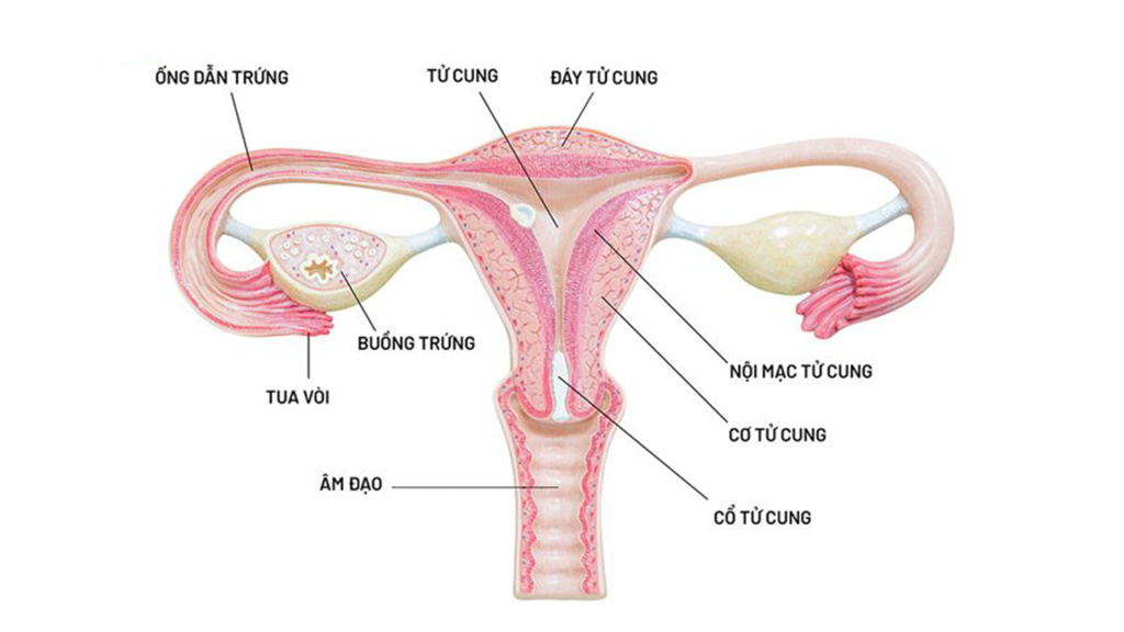 Hình ảnh tử cung khỏe mạnh